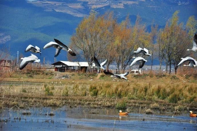 拉市海候鸟湿地公园在哪里,拉市海湿地公园和归来公社
