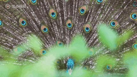 人类进化中男女差异,人类进化的渊源