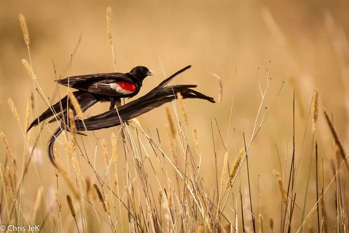 人类进化中男女差异,人类进化的渊源