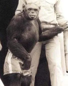 人类进化中男女差异,人类进化的渊源