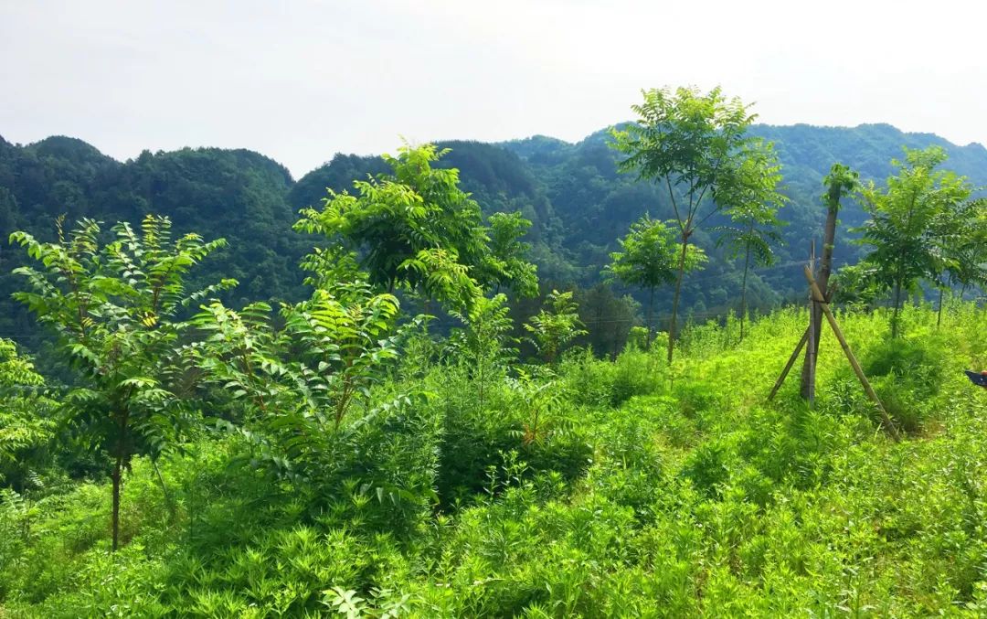 开州竹溪未来5年规划,竹溪中峰镇未来规划