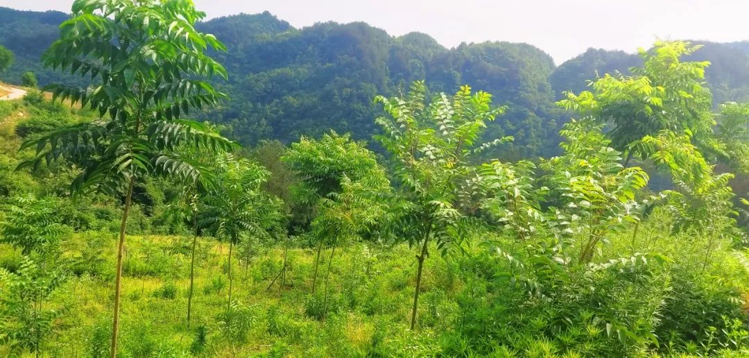 开州竹溪未来5年规划,竹溪中峰镇未来规划