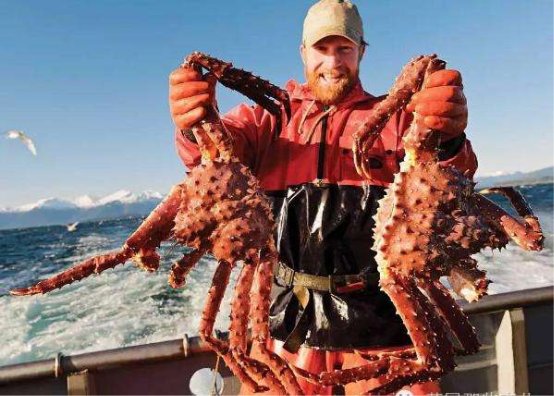 三文鱼生鲜食品,生食三文鱼速冻和生鲜