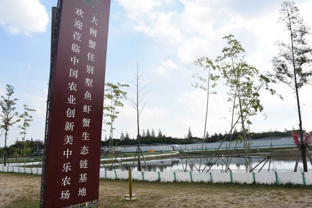 上海闵行区大闸蟹,阳澄湖特大大闸蟹