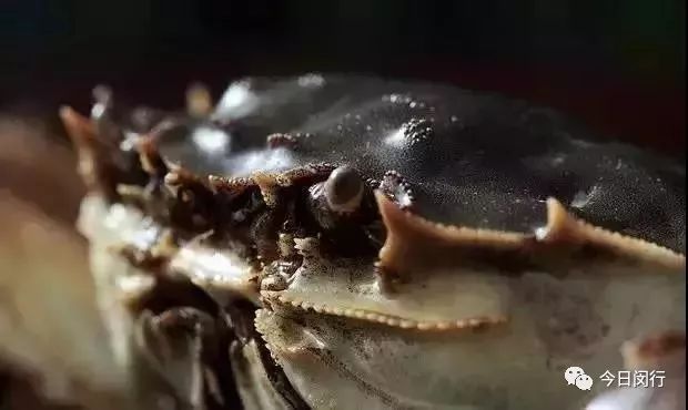 上海闵行区大闸蟹,阳澄湖特大大闸蟹