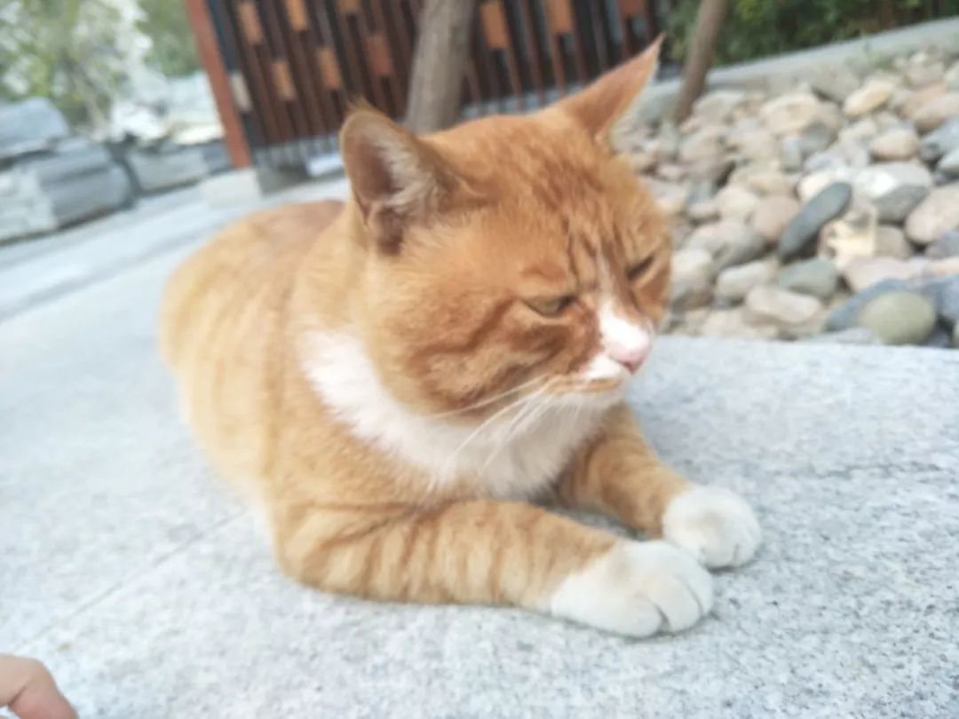 谁还不是个小可爱文案,谁小时候还不是个小可爱