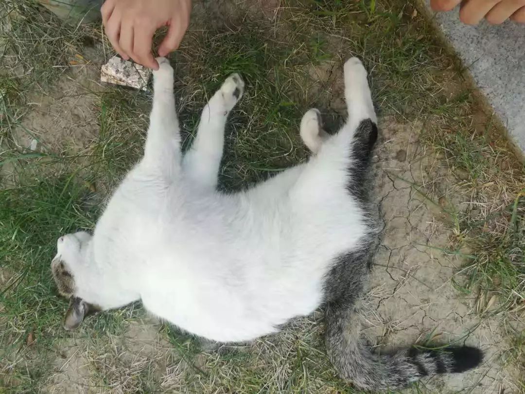 谁还不是个小可爱文案,谁小时候还不是个小可爱