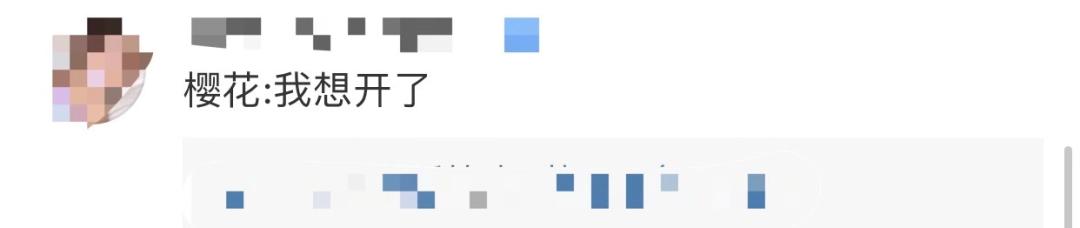 武大樱花近期视频,武大樱花今天有人去了吗