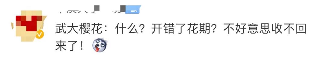 武大樱花近期视频,武大樱花今天有人去了吗