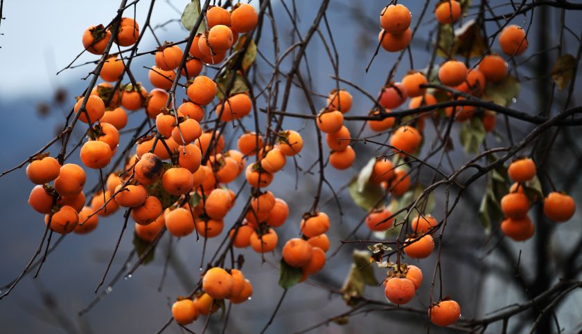 洛阳19家4a级景区免门票,洛阳凭机票所有旅游景点免门票