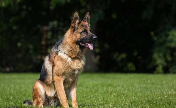 世界最贵的五种狗狗,全世界最贵的狗狗多少钱一只