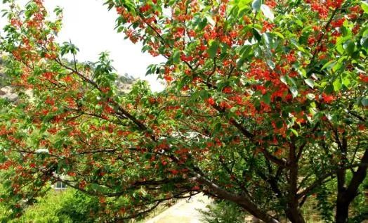 南阳有什么好消息,南阳市最近喜讯