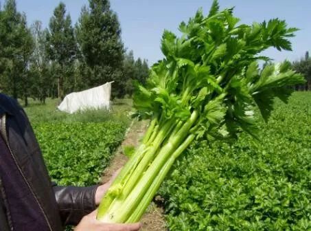 南阳有什么好消息,南阳市最近喜讯