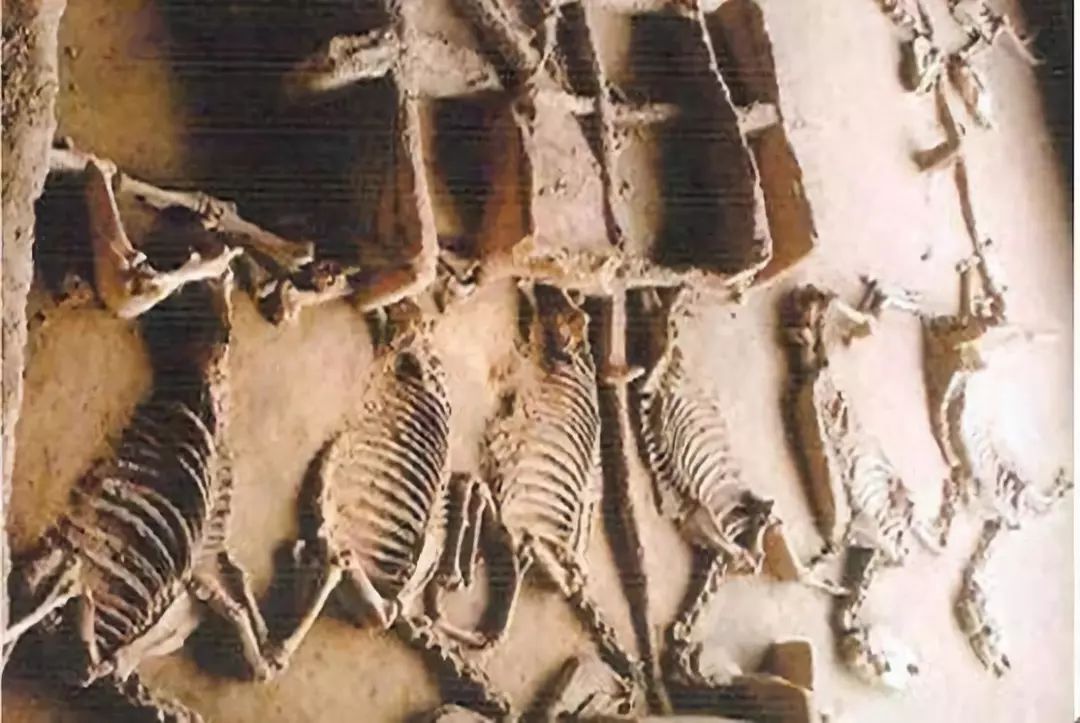 重庆大学建立了一个赝品博物馆,如何看待重庆大学赝品博物馆