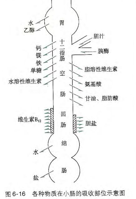 胶原蛋白和美白丸一起吃,胶原蛋白抗糖美白丸