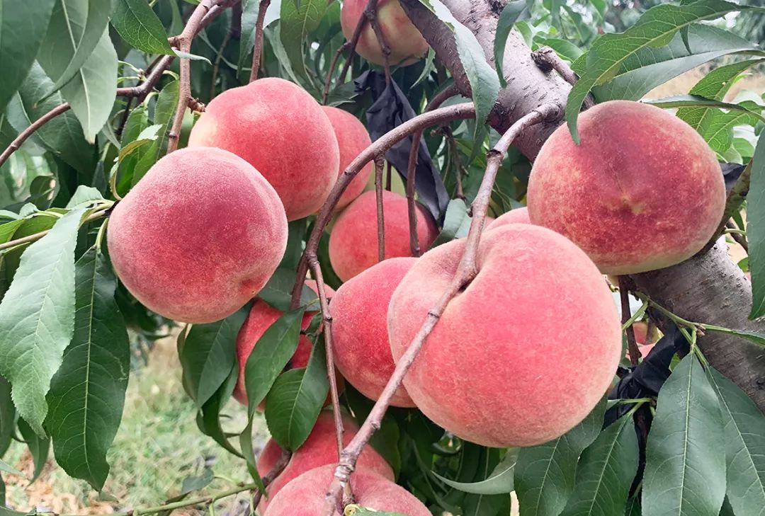 金秋红蜜正宗做法,金秋红蜜的特点