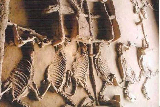 重庆大学建立了一个赝品博物馆,重庆大学赝品博物馆央视