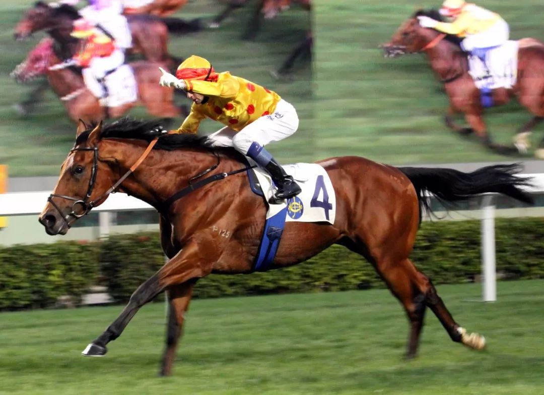 「特稿」近两年有哪些马赢了亿元奖金?内地谁的马最值钱?