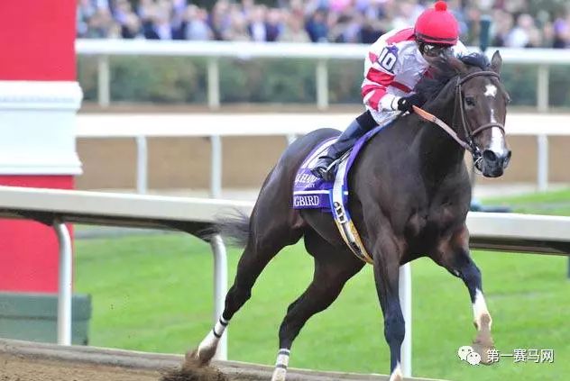 「特稿」近两年有哪些马赢了亿元奖金?内地谁的马最值钱?