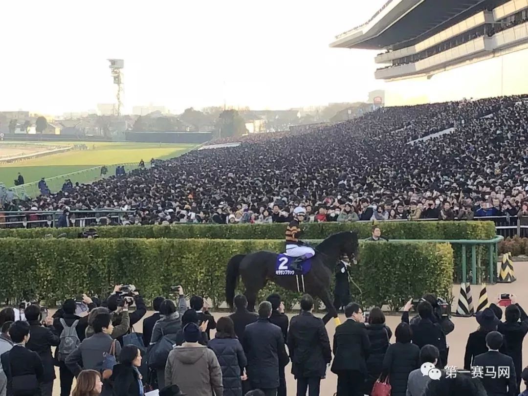 「特稿」近两年有哪些马赢了亿元奖金?内地谁的马最值钱?