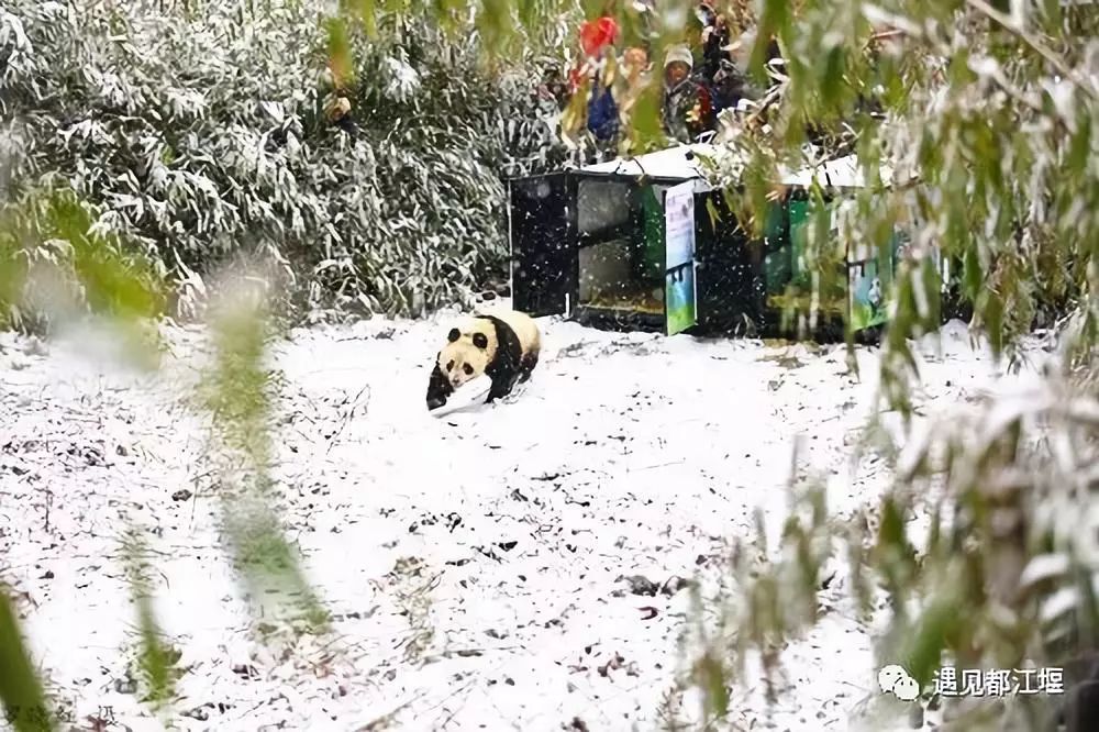 新中国成立70周年|都江堰那些年的那些事儿（2010-2019年）