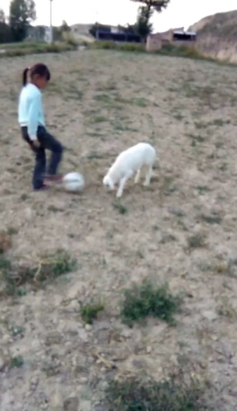 小羊羔当“陪练”，兰州大山深处的女孩走进英国赛场