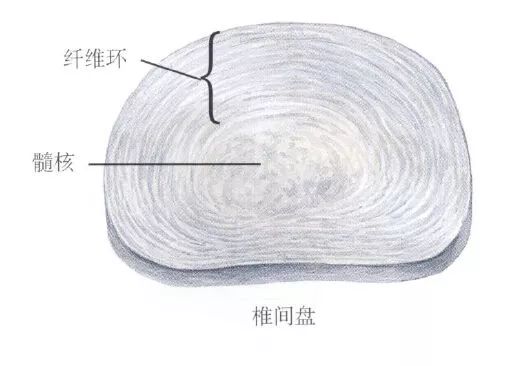 “腰椎间盘突出”怎么办？正确治疗，让你挺直腰板