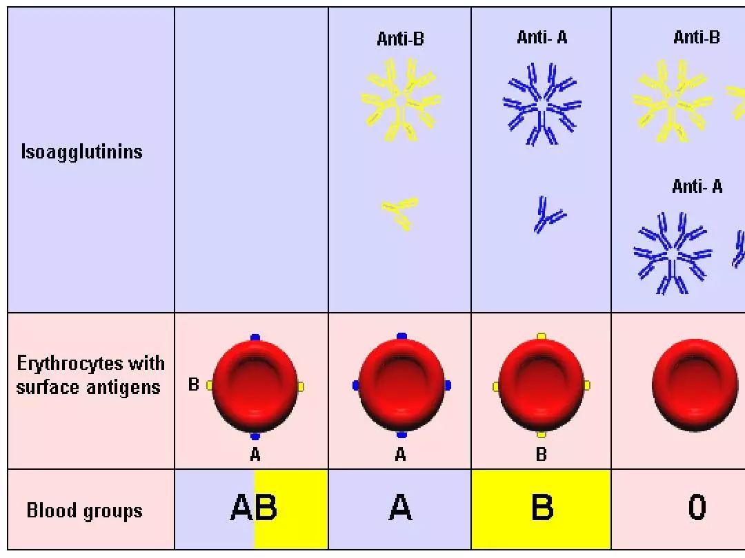 A型血和o型血能结婚生小孩吗,老婆a型和老公b型血能生出o型血吗