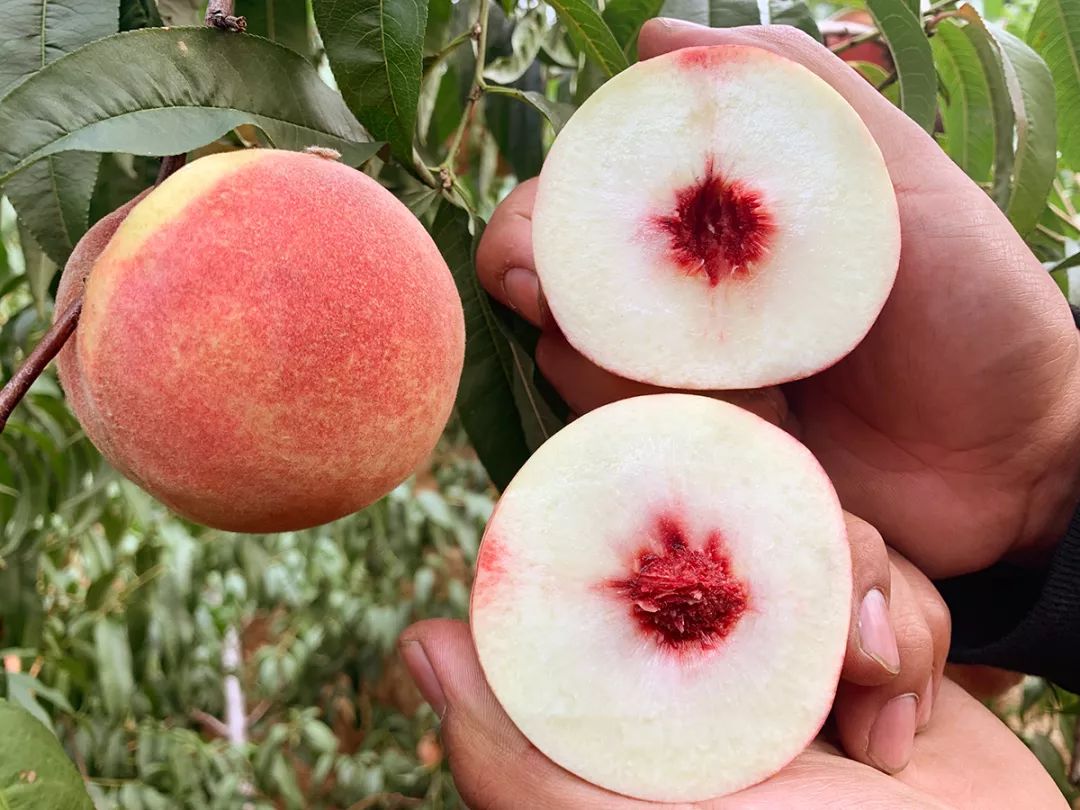 金秋红蜜正宗做法,金秋红蜜的特点