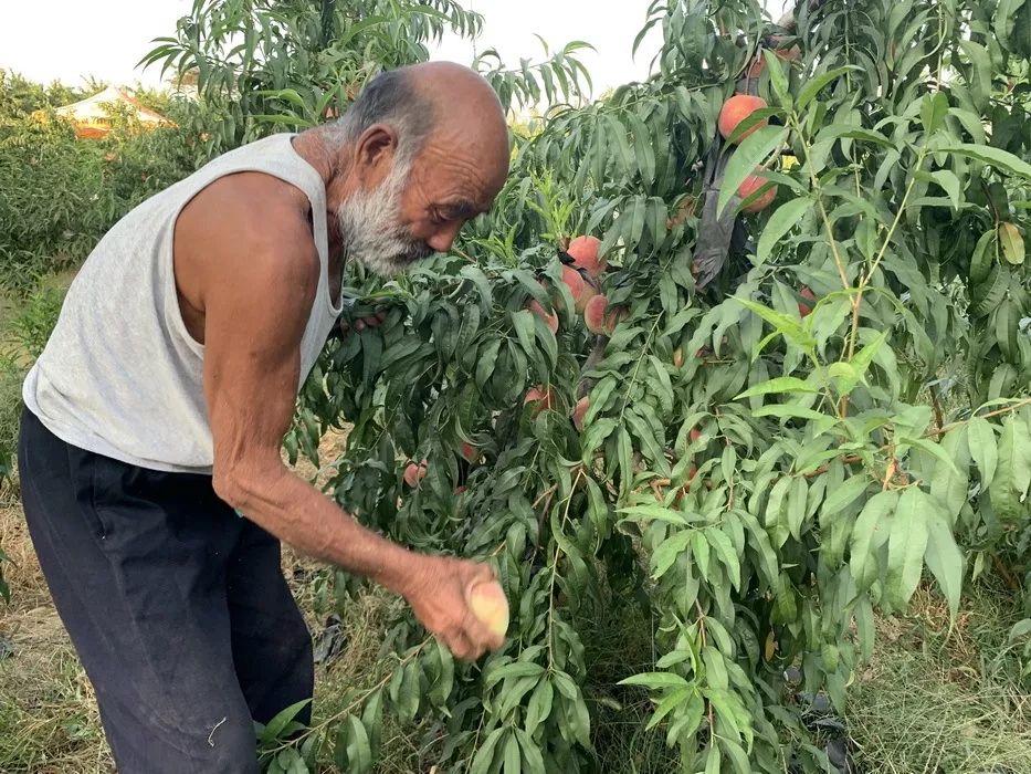 金秋红蜜正宗做法,金秋红蜜的特点