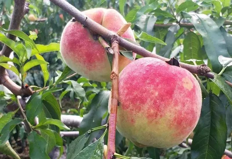 金秋红蜜正宗做法,金秋红蜜的特点