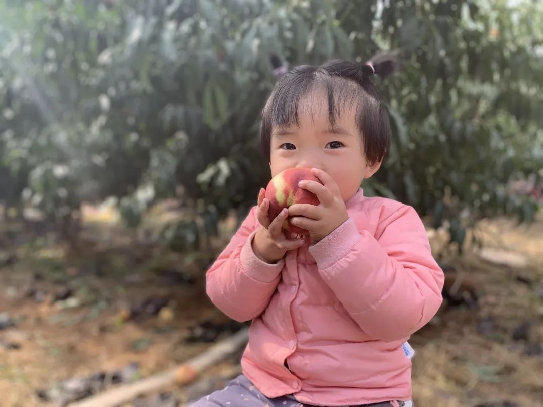 金秋红蜜正宗做法,金秋红蜜的特点