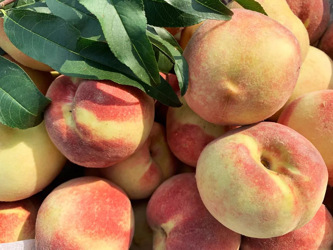 金秋红蜜正宗做法,金秋红蜜的特点