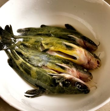 八种鱼有毒,你知道有毒的鱼吗