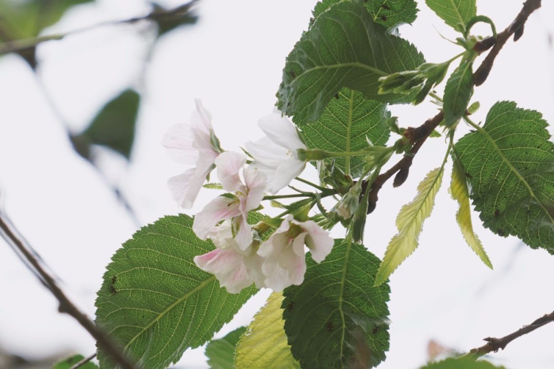 武大樱花近期视频,武大樱花今天有人去了吗