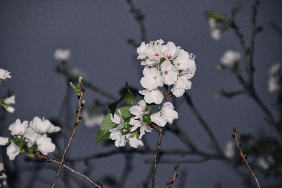 武大樱花近期视频,武大樱花今天有人去了吗