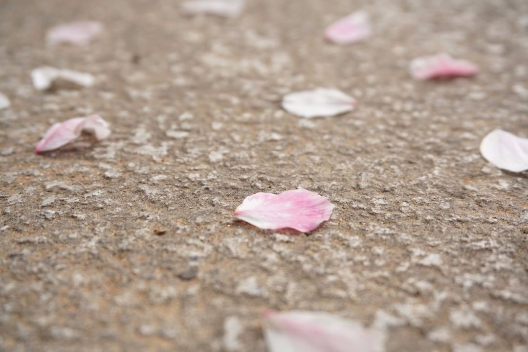 武大樱花近期视频,武大樱花今天有人去了吗