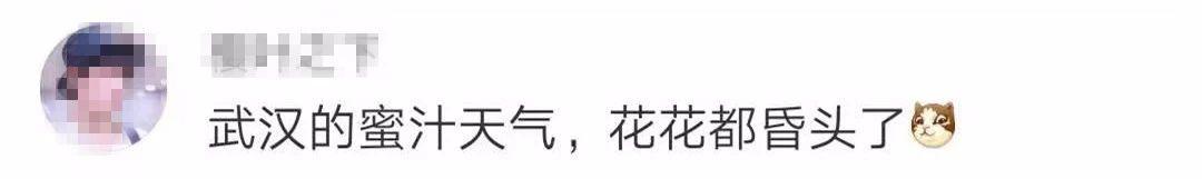 武大樱花近期视频,武大樱花今天有人去了吗