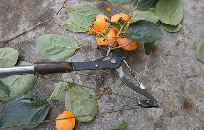 西工大柿子采摘大赛第四届,西工大学子摘柿子