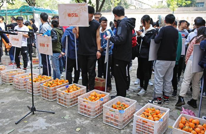 西工大柿子采摘大赛第四届,西工大学子摘柿子