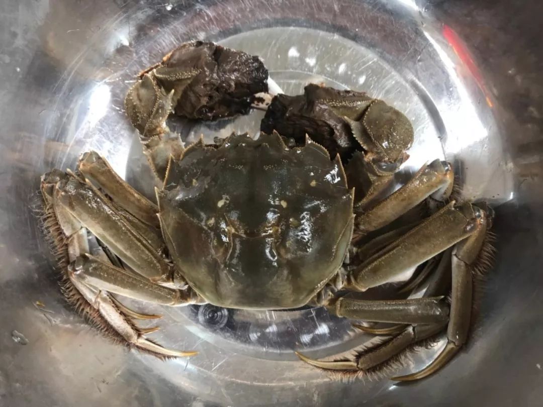 阳澄湖大闸蟹最佳吃蟹时间段,阳澄湖大闸蟹的最近品尝时间