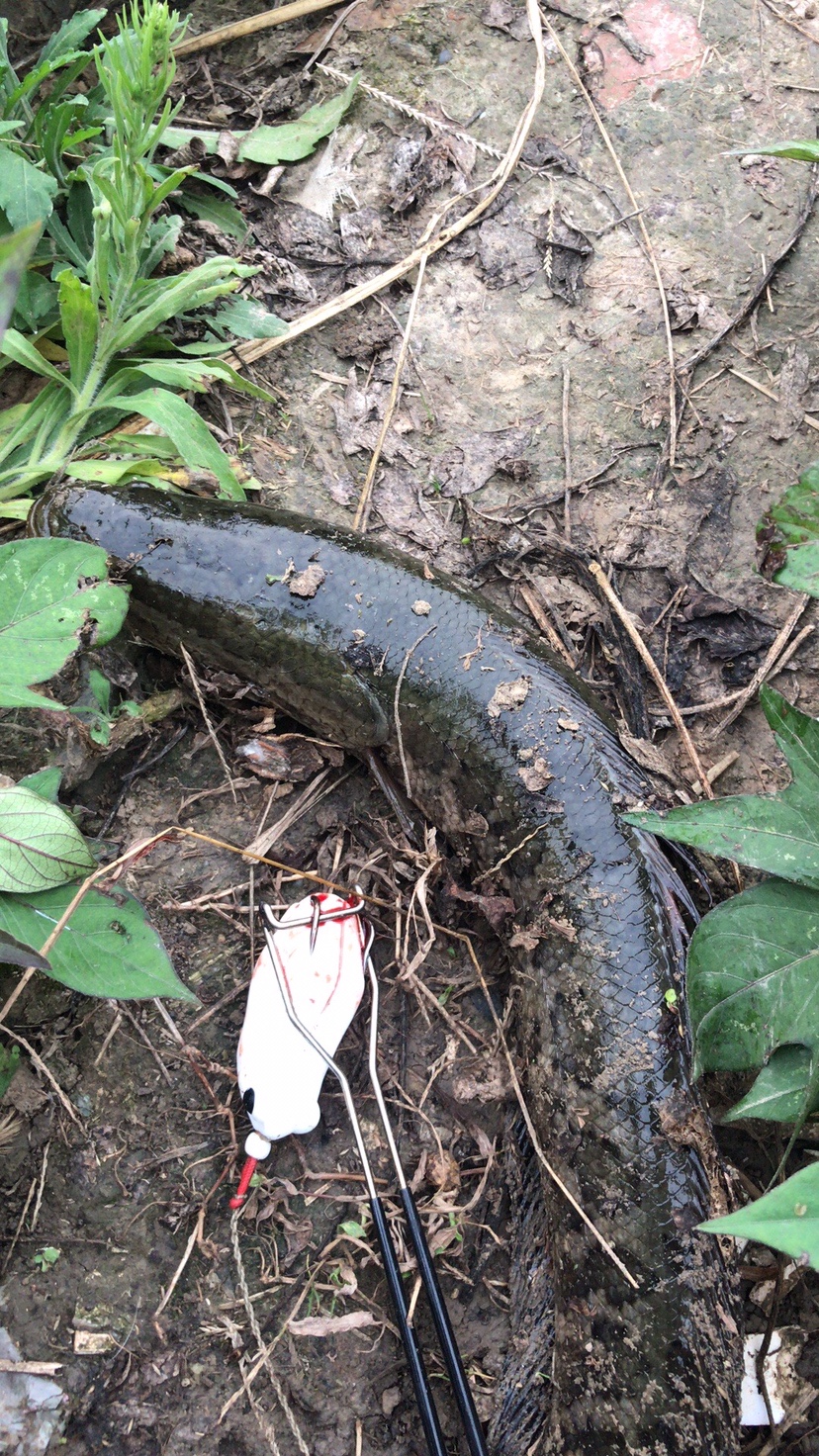 路亚打黑2022年视频,路亚打黑第一条鱼