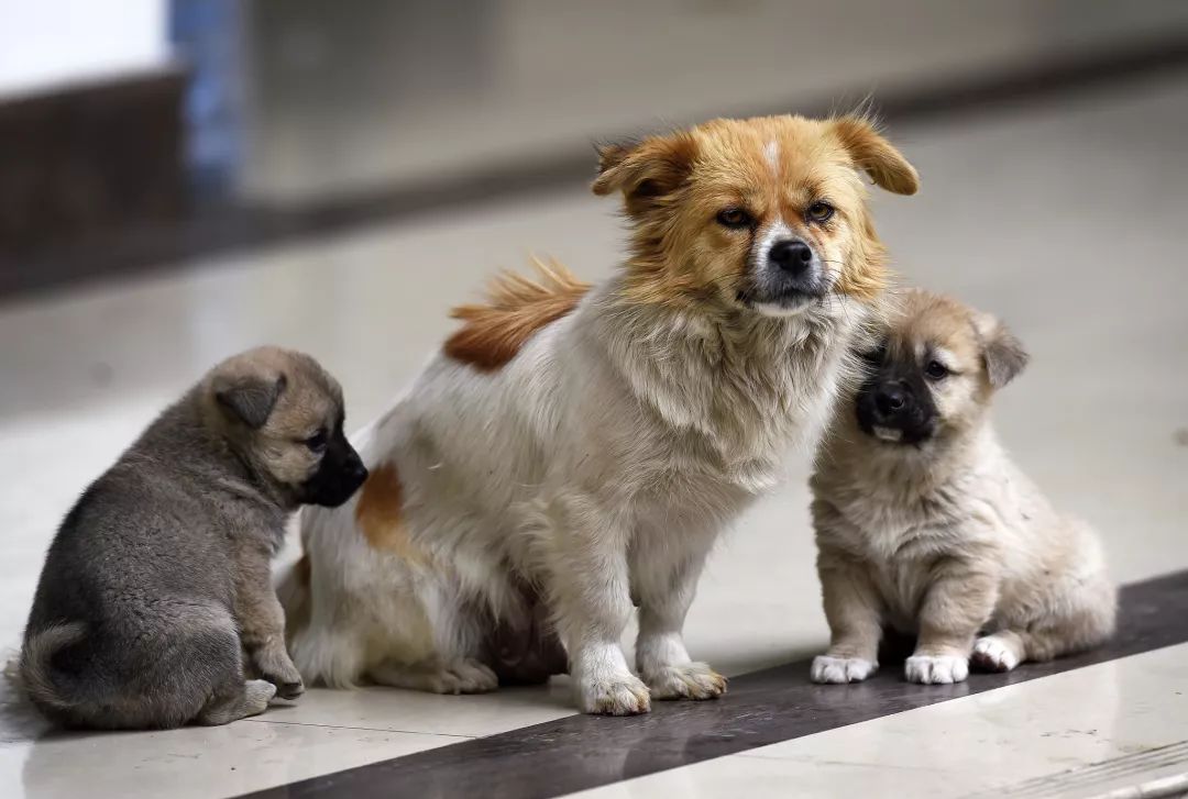 该不该安乐死流浪狗,流浪狗到底该不该安乐死