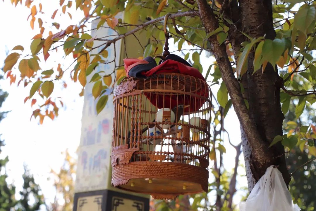 遛鸟、背水、广场舞……丽江人的柔软时光里“暗藏玄机”