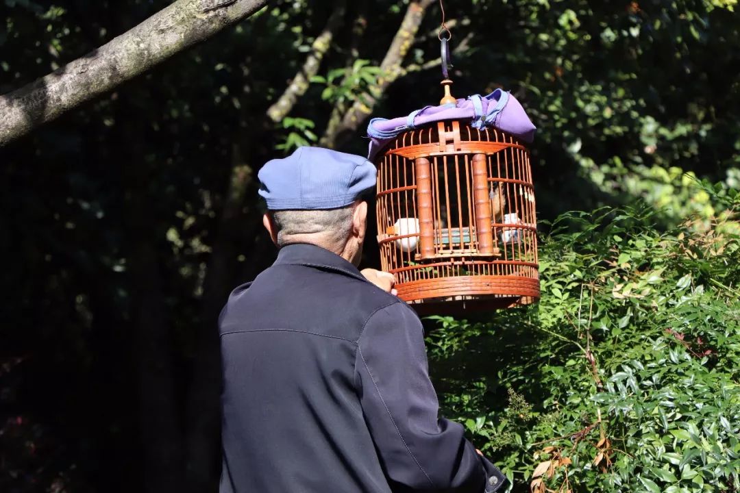 遛鸟、背水、广场舞……丽江人的柔软时光里“暗藏玄机”