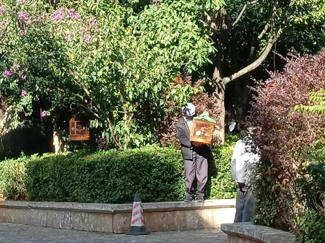 遛鸟、背水、广场舞……丽江人的柔软时光里“暗藏玄机”