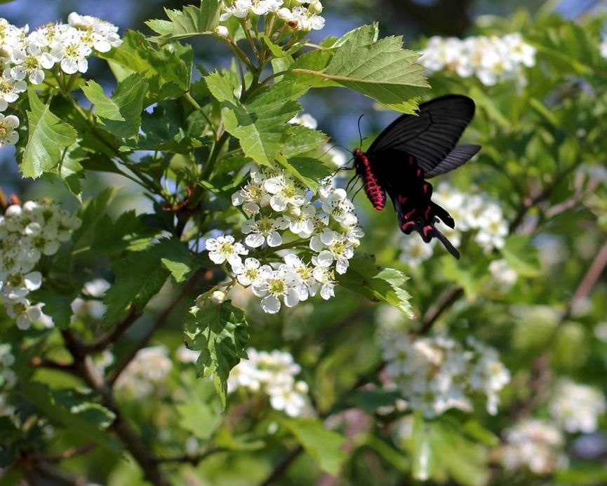 科普水果蔬菜知识,科普水果桃子