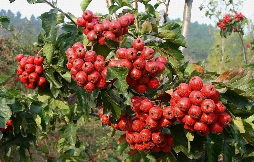 科普水果蔬菜知识,科普水果桃子