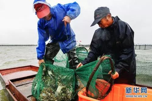 秋风起，“纸螃蟹”横行？|睡前聊一会儿