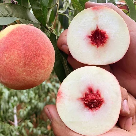 金秋红蜜正宗做法,金秋红蜜的特点